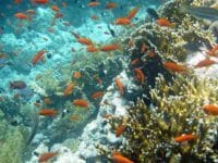 Barriera Corallina al Baron di Sharm