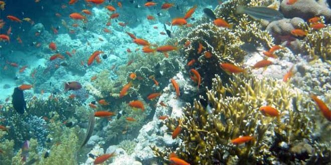 Barriera Corallina al Baron di Sharm