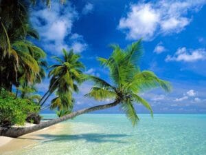 Tropici: la classica palma