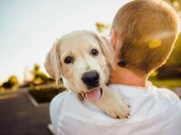 Cane in vacanza, dove andare
