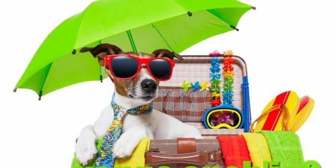 Vacanze in estate con il cane?