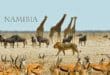 Viaggio in Namibia: il safari