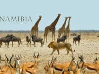 Viaggio in Namibia: il safari