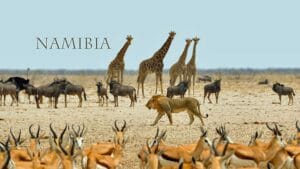 Viaggio in Namibia: il safari
