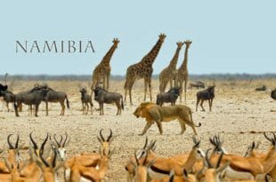 Viaggio in Namibia: il safari