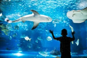 Parchi Riviera Romagnola, acquario Cattolica