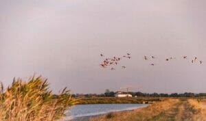 Parchi Romagna, Saline Cervia