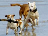 Spiagge per cani