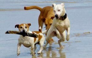 Spiagge per cani