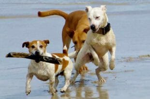 Spiagge per cani