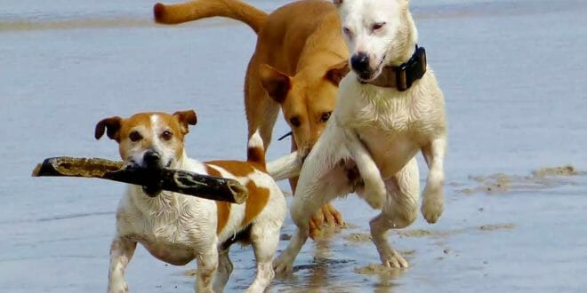 Spiagge per cani