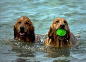 Spiaggia per cani, le migliori